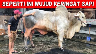 MANDI PAGI SAPI TERBESAR DI KANDANG - BIKIN TERPESONA