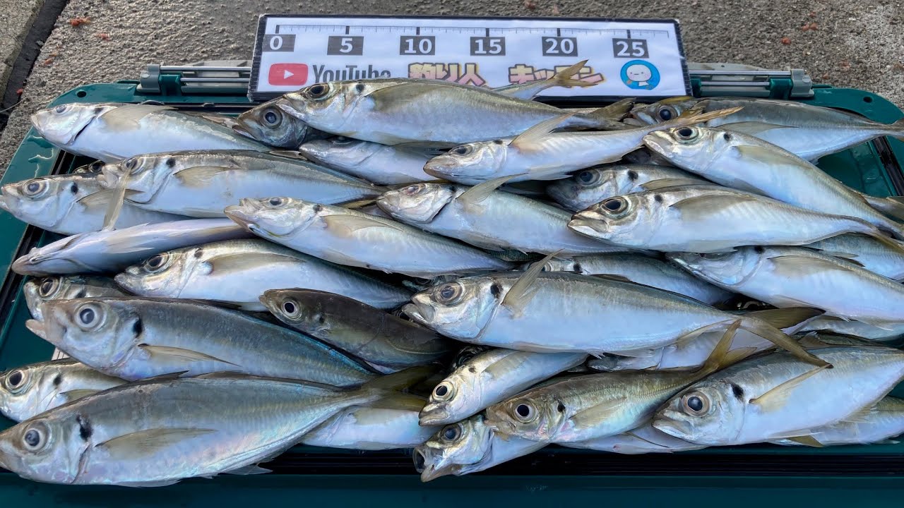 堤防で座ってアジ60匹釣った道具と仕掛け、サビキと餌がコレ