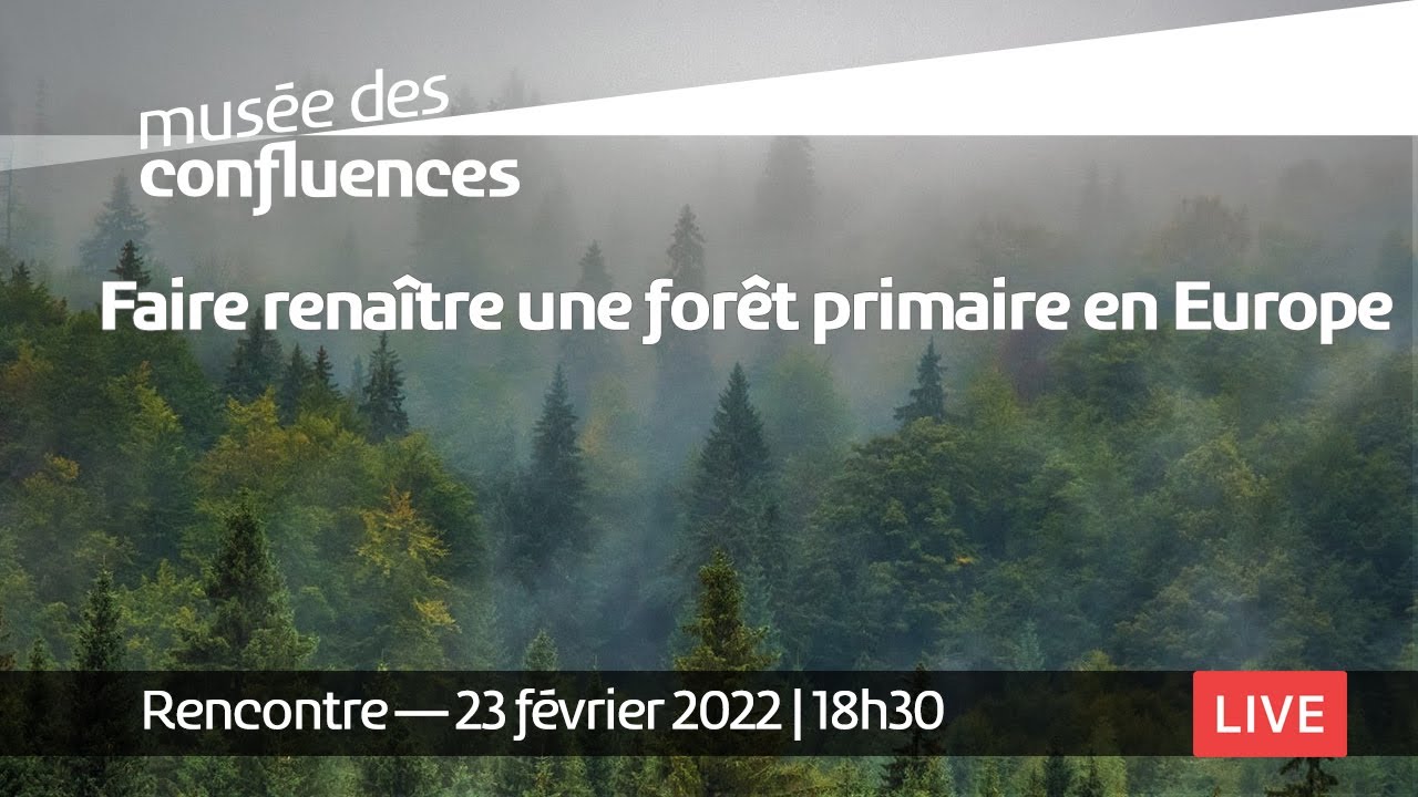 Faire renaître une forêt primaire en Europe