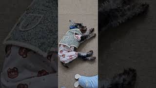 Sweet Dream naptime olddogs sweetdream