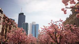 Stunning View of Modern Skyscrapers Framed by Blooming Cherry Blossoms | Free Stock Video