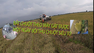 Ra đồng đi theo máy gặt lúa bắt chuột, ăn mít giữa ruộng