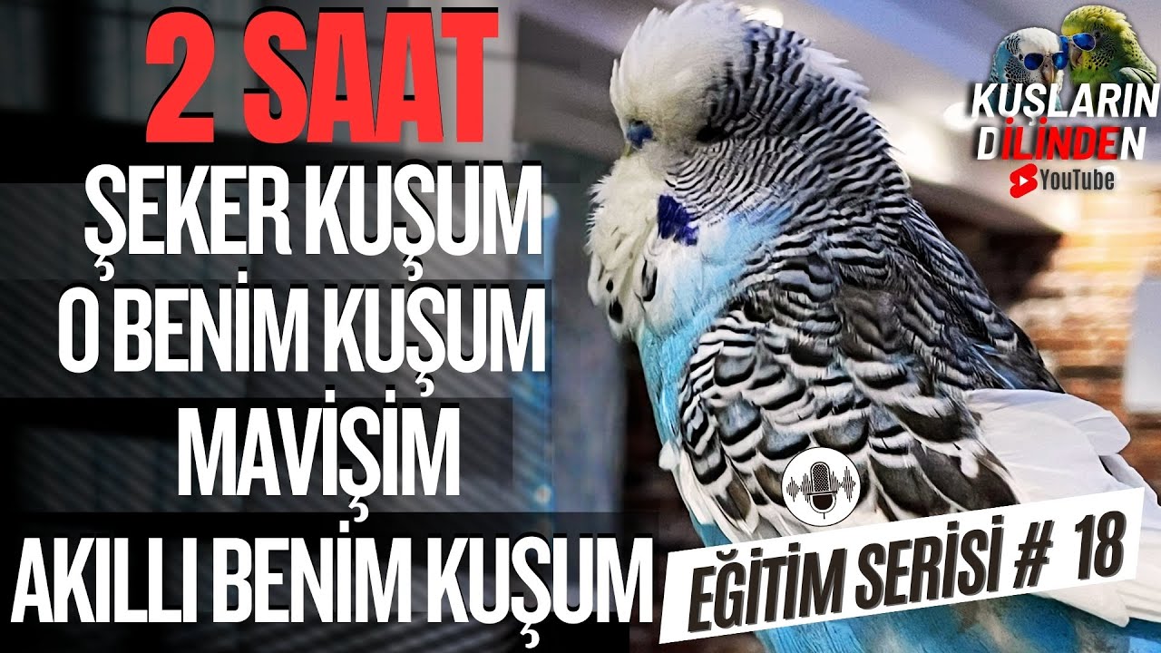 Şeker Kuşum O Benim Kuşum Mavişim Akıllı Benim Kuşum | 2 Saat Muhabbet Kuşu Konuşturma Eğitimi !