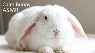 Calm Bunny ASMR 🥕 Soft Carrot Chewing Sounds (No Talking, No Music) screenshot 4