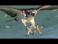 Incredible osprey photography  8x slow motion  insane osprey dives  600f4 gm  bif