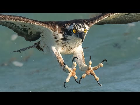 Incredible Osprey Photography - 8x Slow Motion Video - Insane Osprey Dives - 600f4 GM - BIF