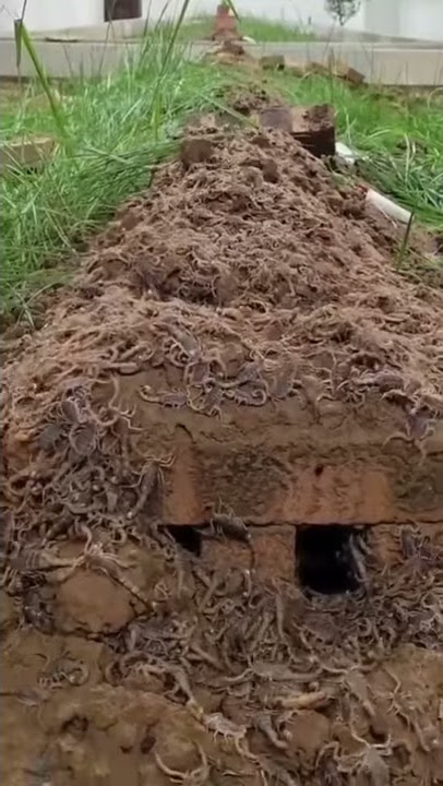 NGE WALIVOJAA JUU YA KABURI LA MTU MAARUFU