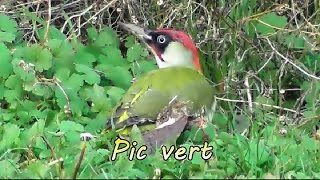 Pic Vert Qui Mange Son 4 Heures Youtube