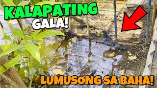 KALAPATING NAKATAPE PAKPAK NA NAKAKALIPAD PA!? 