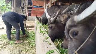 Taking care of buffalo herds, rural life