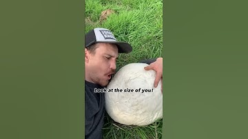 The Giant Puffball! A delicious mushroom to be shared. #foraging #giantpuffball  #mushroom #