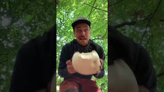 The Giant Puffball! A delicious mushroom to be shared. #foraging #giantpuffball #mushroom #