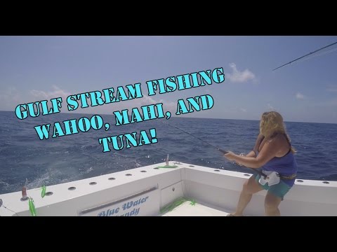 Gulf Stream Fishing--Mahi,