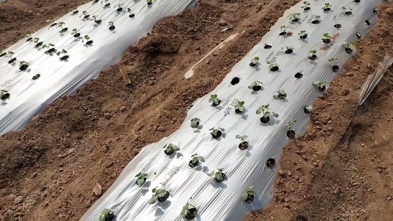 भिंडी की खेती वो भी मल्चिंग पेपर पे lady fingar fharming with mulchin pepar