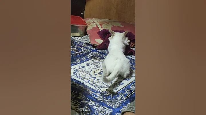 Watch the video about Kitten nursing on face towel #catvideos #cats #funny #cat #cutecat