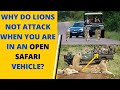 why do lions not attack when you are in a safari vehicle
