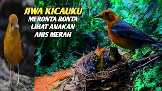 2024 MIMPI JIKA MENEMUKAN ANAKAN BURUNG INI DI ALAM LIAR