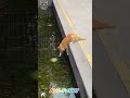 Unbelievable ginger cat love