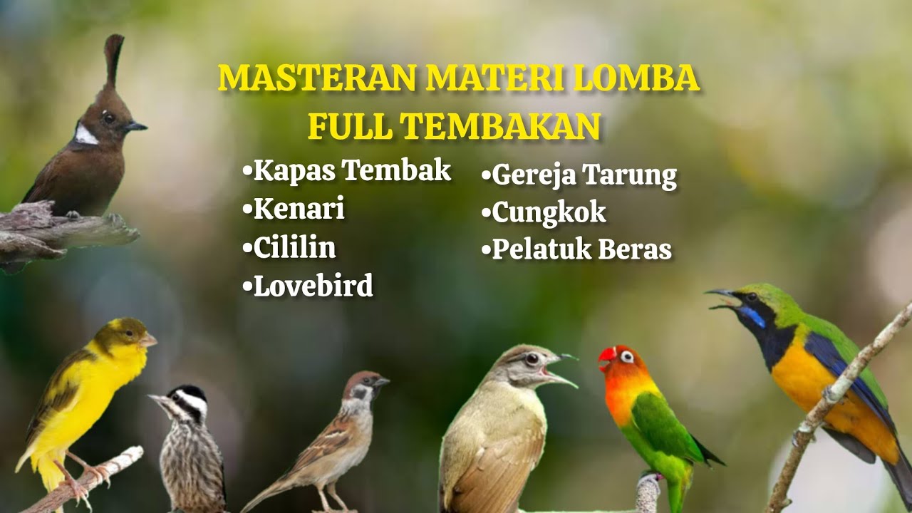 Masteran Materi Lomba Full Tembakan | Isian Tajam Speed Rapat