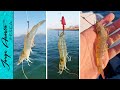 Probando diferentes formas  de PONER EL ANZUELO al CAMARÓN VIVO - Pesca en agua salada