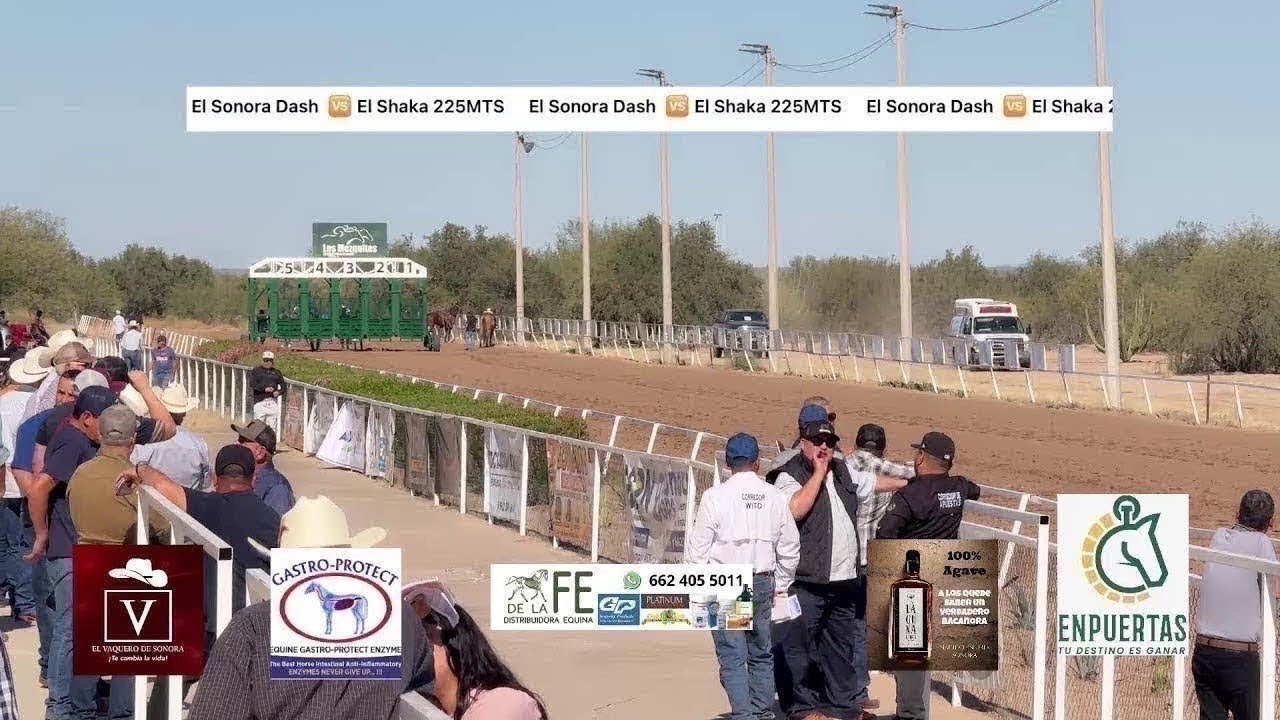 Taste El 41 La Colorada Son. El Tarzan🆚 Liyunka vs Licenciada