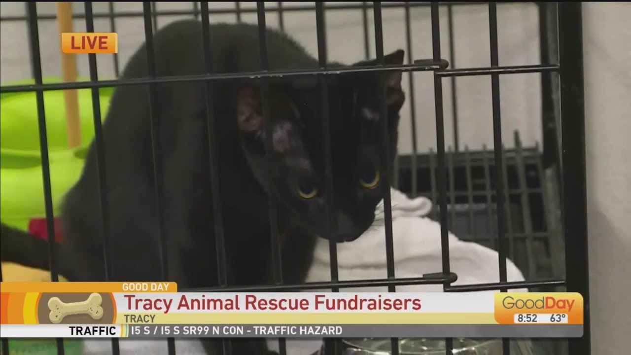 Tracy Animal Shelter Fundraiser YouTube