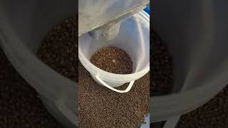 Black Pepper Color Sorter | Before & After Sorting Test #machine #farming #colorsorter #factory
