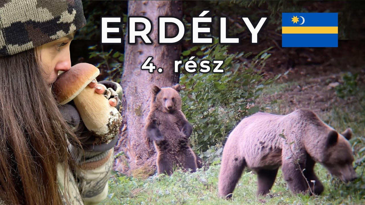 Erdély 4: "Tizen-huszon medve van itt körülöttünk!"🐻😱 Túra a Madarasi Hargitán meglepetésekkel!