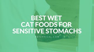 Best Wet Cat Food for Sensitive Stomach in 2025