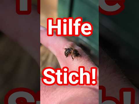 Hilfe! Bienenstich - Mäusegitter jetzt schon entfernen? #bienen #dunklebiene #shorts