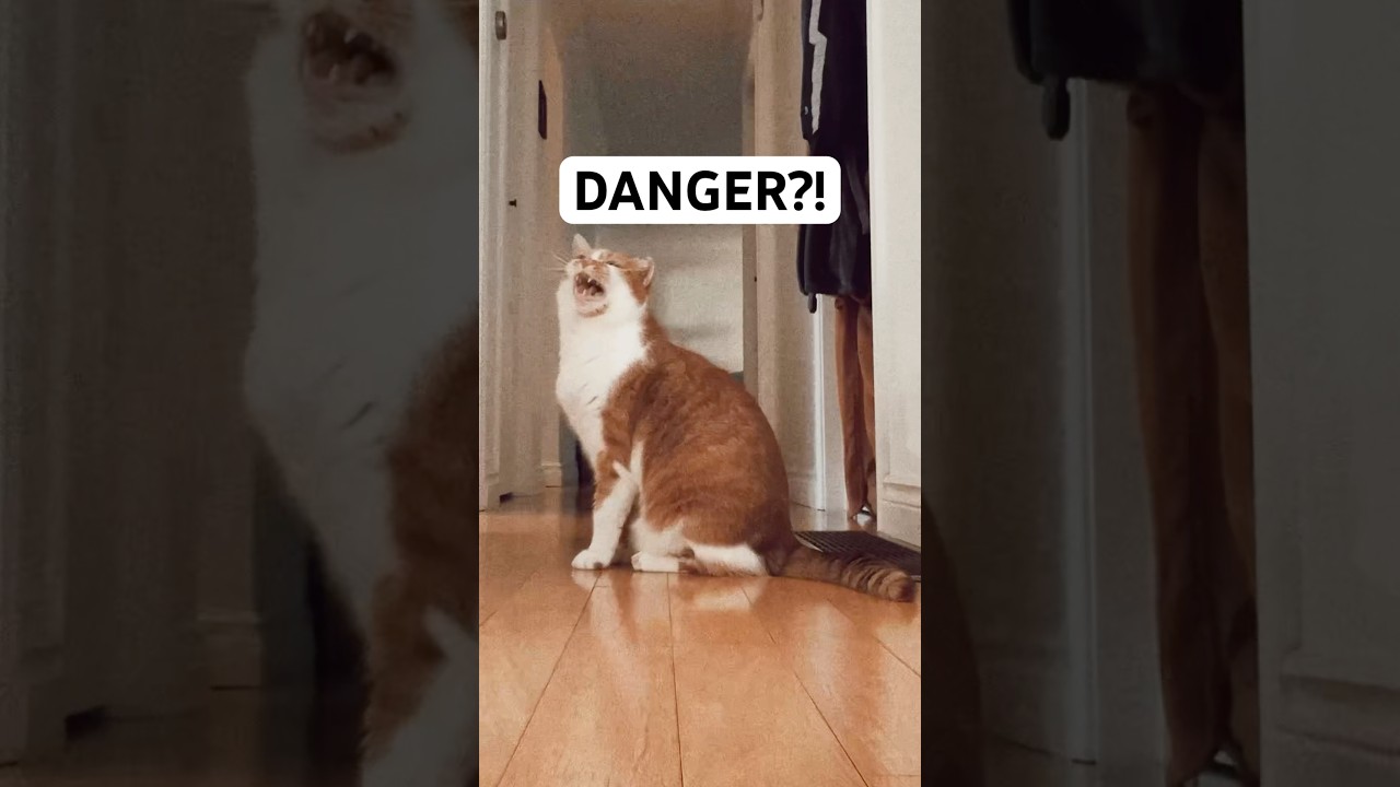 6AM Drama: Knight Bean to the Rescue ⚔️🐈