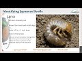 Japanese beetle - Industry informational meeting April 19