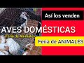 Feria de Animales compre AVES Domésticas 🤗 #avesdomesticas #avesdecorral #corral