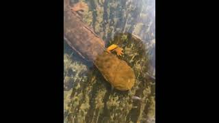 Something Ancient Lives Under This River…