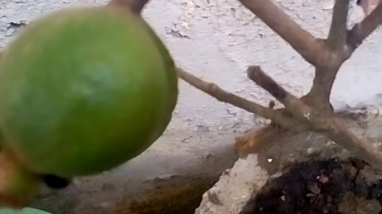 josef stalin Pequeno pé de Araçá