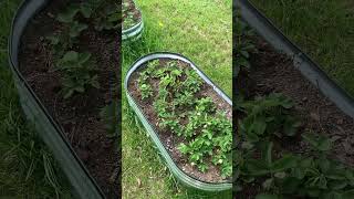 Strawberry 🍓 plants #2 I. There raised garden beds. #nature #raisedplanters