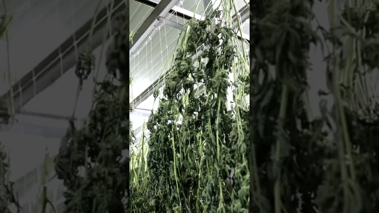 Pure Sunfarms Cultivation