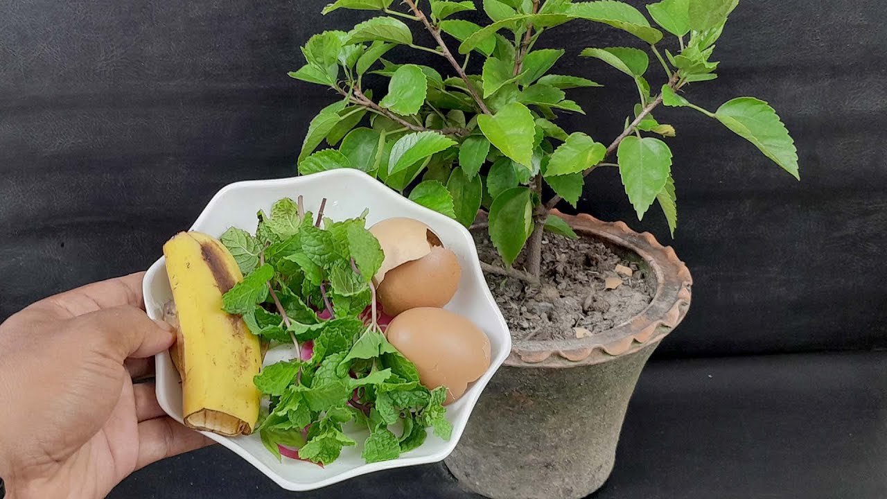 Easy and free fertilizer for any plants with Mint / Banana peel fertilizer / Eggshell fertilizer