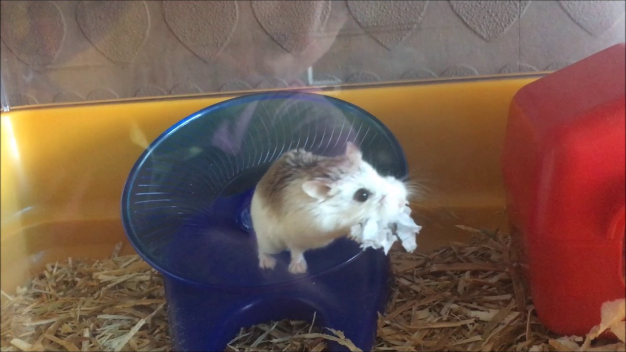 dwarf hamster food May 2017