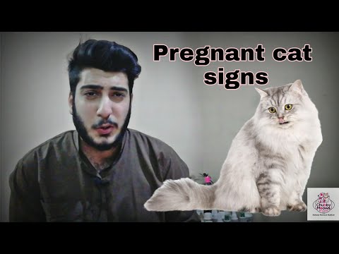 Cat pregnancy symptoms and signs| how to know if your cat is pregnant in urdu/hindi | CHUBBY MEOWS