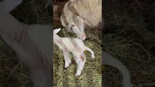 летний окот - искусственное осеменение #овцы #farming #sheepfarmer #sheepbreeder #farm