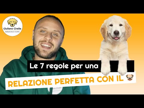 Video: 7 suggerimenti per garantire una passeggiata sicura e piacevole con il tuo cane