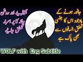 Wolf information in Urdu/Hindi