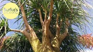 Burke's Backyard, Ponytail Palms