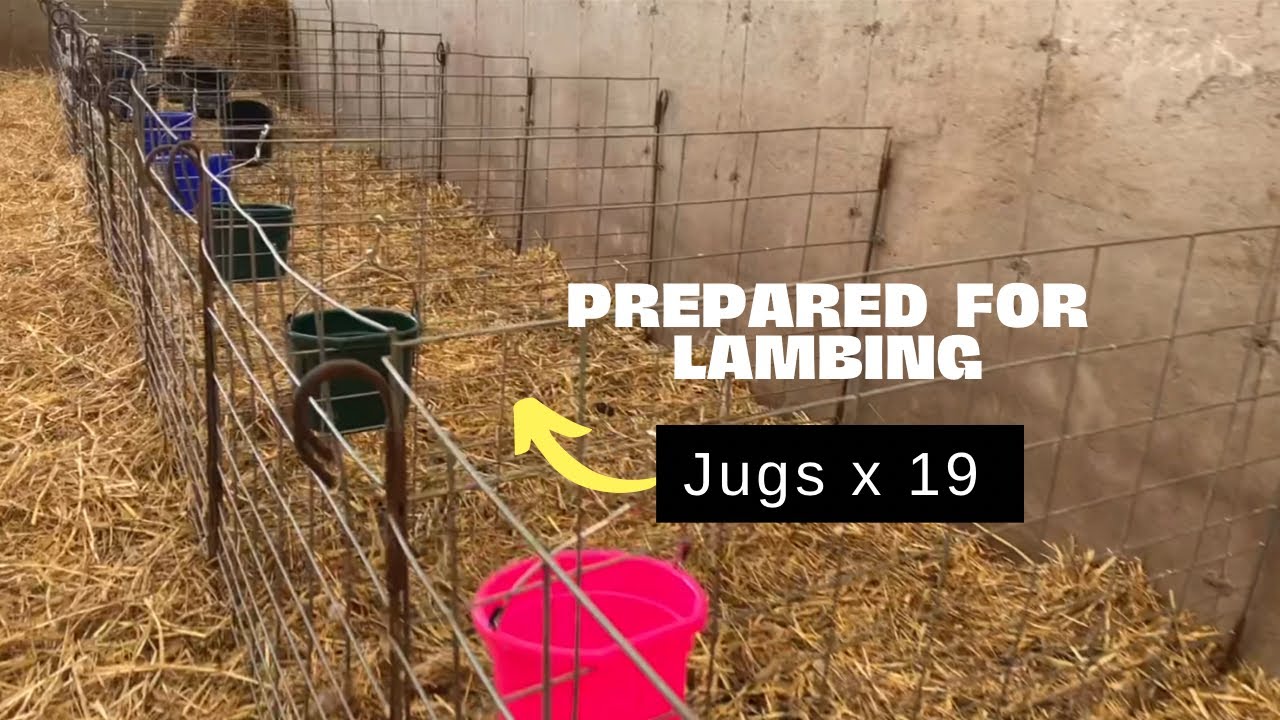 100 Sheep Inside Coverall Are About to Begin Lambing. 