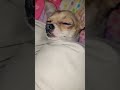 eppy dog