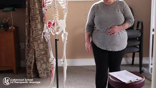 Week 23 - Gluteus Maximus, Gluteus Medius, Piriformis | Lakewood School of Therapeutic Massage