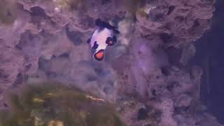 Clownfish Pre-Spawn | Getting ready to lay eggs