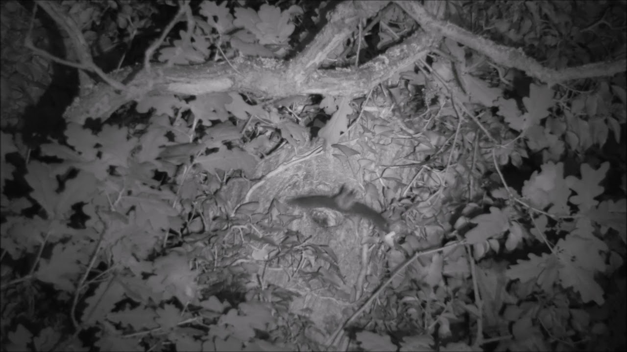 Bechstein's Tree Roost Emergence (Timelapse)