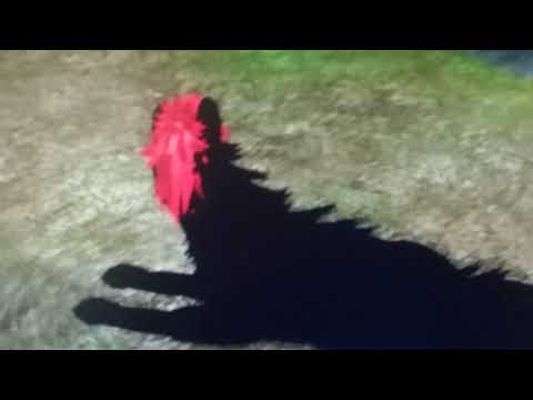 selena-gomez-wolves-music-video-roblox-wolves-life-3